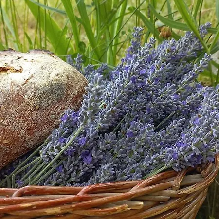 بيت للعطل Press House At The Walnut Tree - Mypresshouse Pécsely