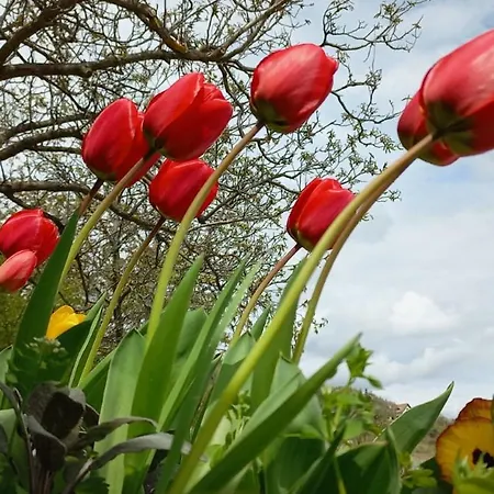 Press House At The Walnut Tree - Mypresshouse Pécsely