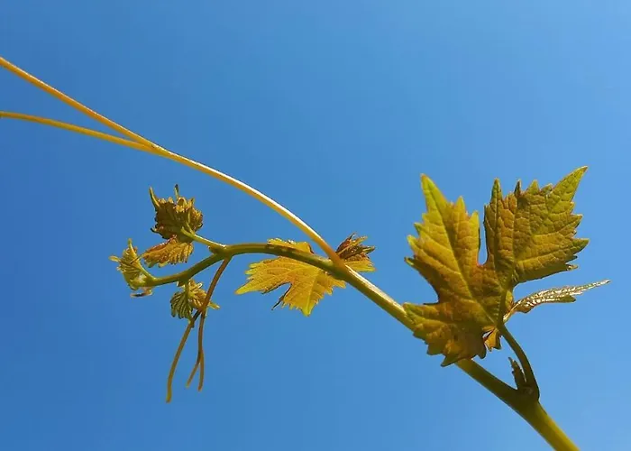 Сasa de vacaciones Press House At The Walnut Tree - Mypresshouse Pécsely