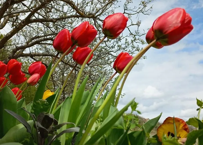 Press House At The Walnut Tree - Mypresshouse Pécsely