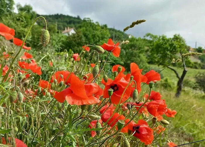 Press House At The Walnut Tree - Mypresshouse Сasa de vacaciones Pécsely